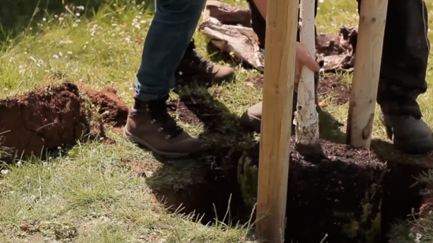Preparing the tree for planting