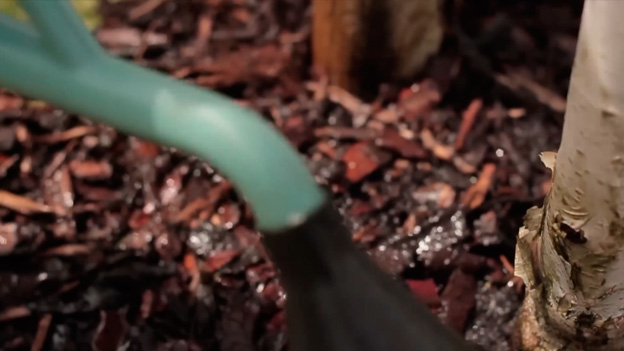 Tree watering