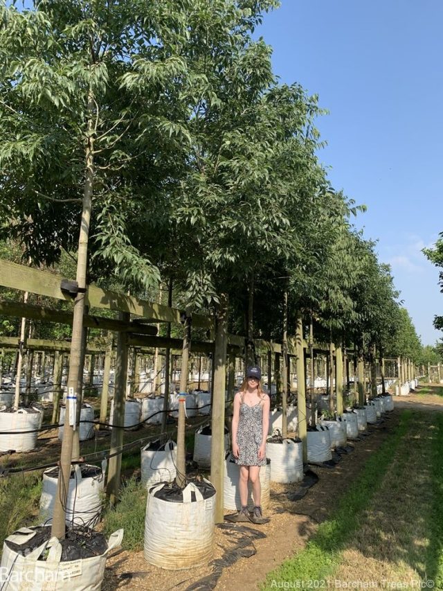 Celtis australis