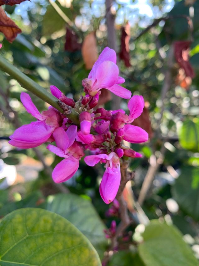 Cercis chinensis Avondale