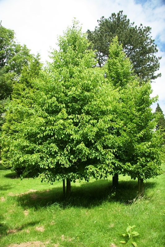 Corylus colurna