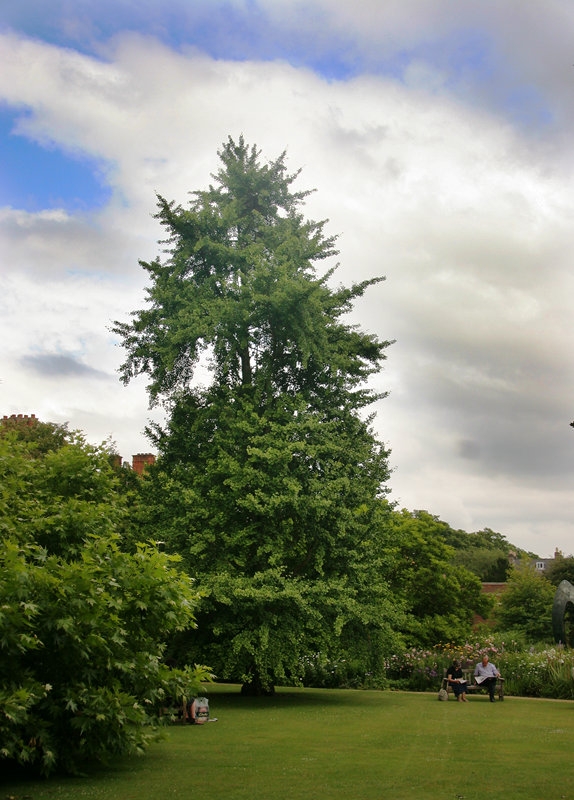 Ginkgo biloba