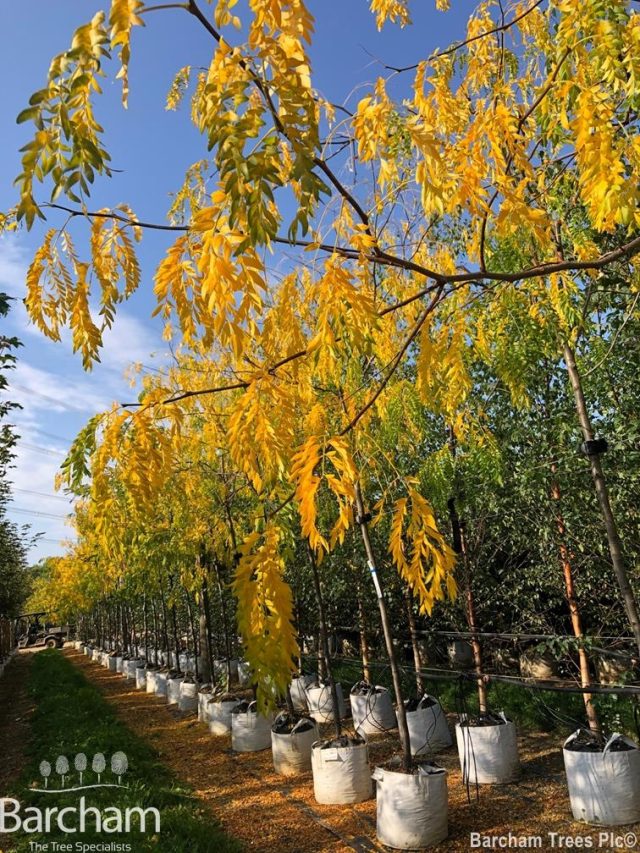 Gleditsia triacanthos Skyline