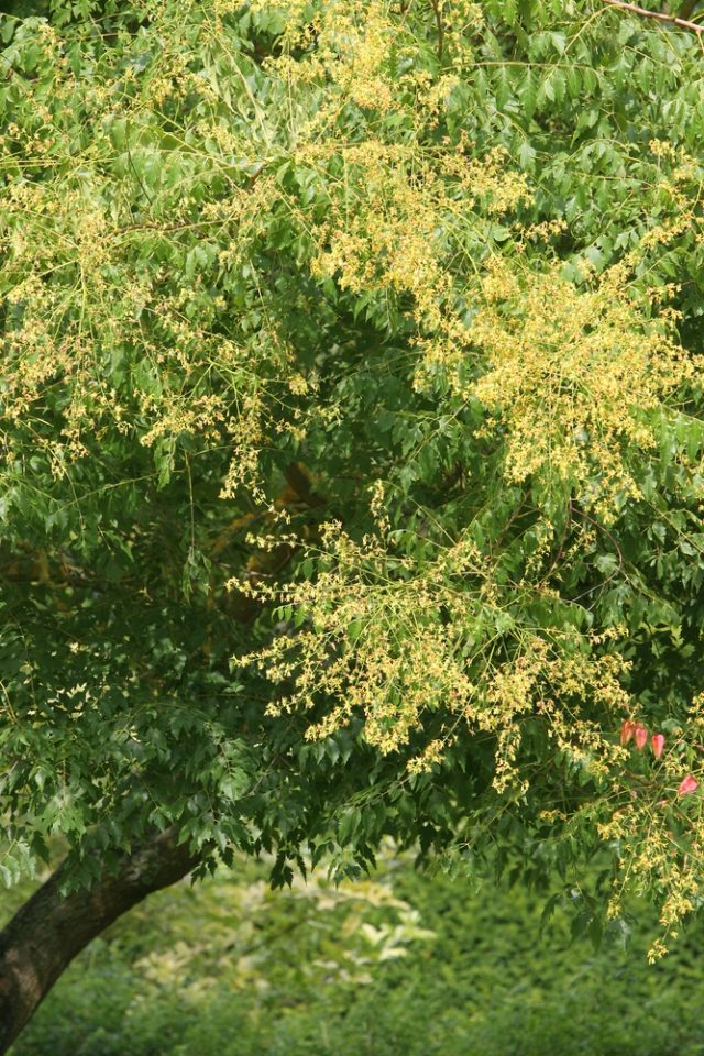 Koelreuteria paniculata