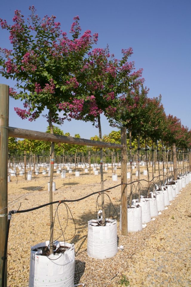Lagerstroemia indica Rosea