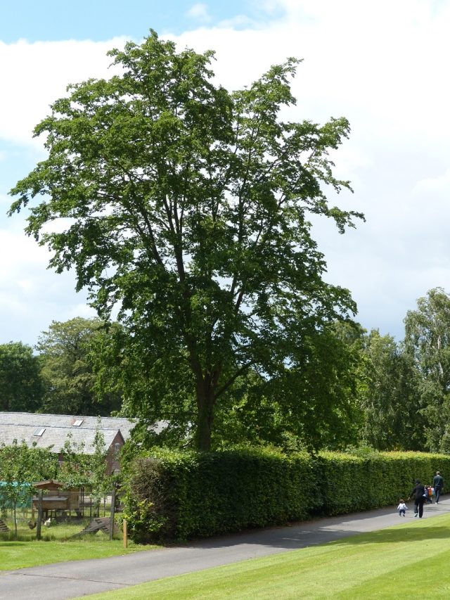 Ostrya carpinifolia