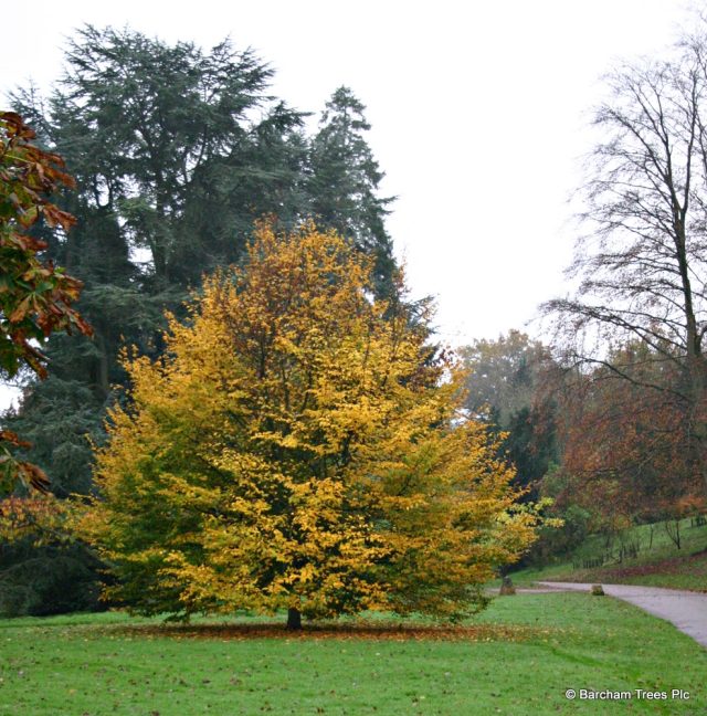 Parrotia persica