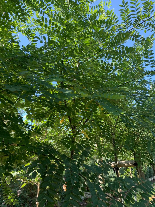 Sophora Japonica Regent